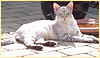 Bengal Cross Siamese